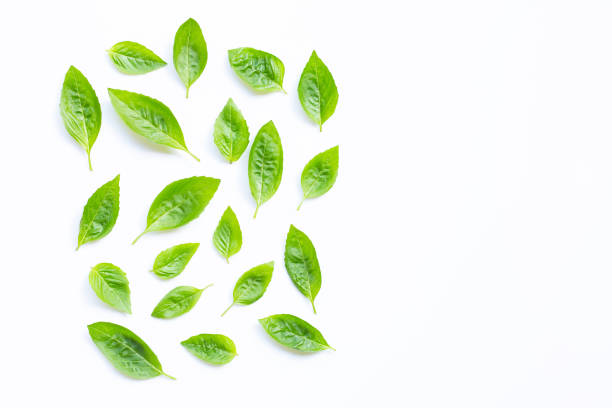 istock Fresh holy basil leaves on white background. 1152351126