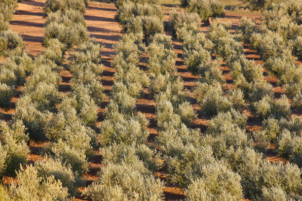 istock Olive tree fields in Toledo. Spanish agricultural harvest landscape. 1152352969