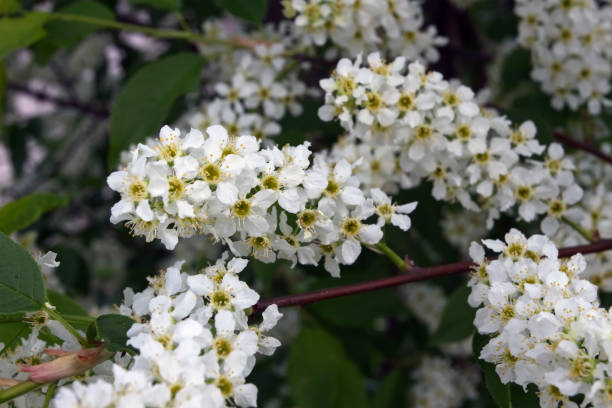 istock Prunus padus, Hackberry blooming, Finland 1152353075