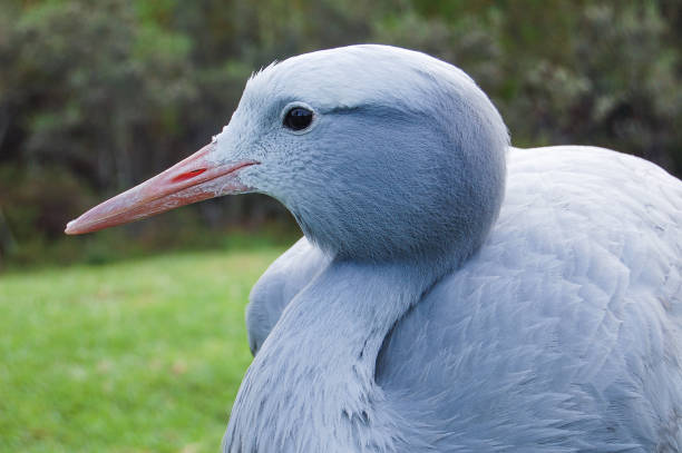 Blue Crane close-up And elegant Blue Crane in an animal sanctuary big blue crane stock pictures, royalty-free photos & images