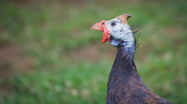 krajowa głowica perligłowa - male animal vertebrate one animal guinea fowl zdjęcia i obrazy z banku zdjęć