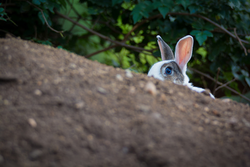 Scared Real Life Rabbit Scared Bunny Stock Photo - Download Image Now - Blue Eyes, Rabbit ...