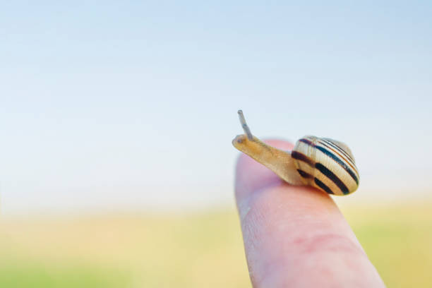 istock A little snail on finger with bright summer background and copy space. 1152354621