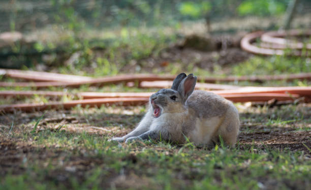 Yawning bunny Adorable bunny stretches and yawns. rabbit game meat stock pictures, royalty-free photos & images