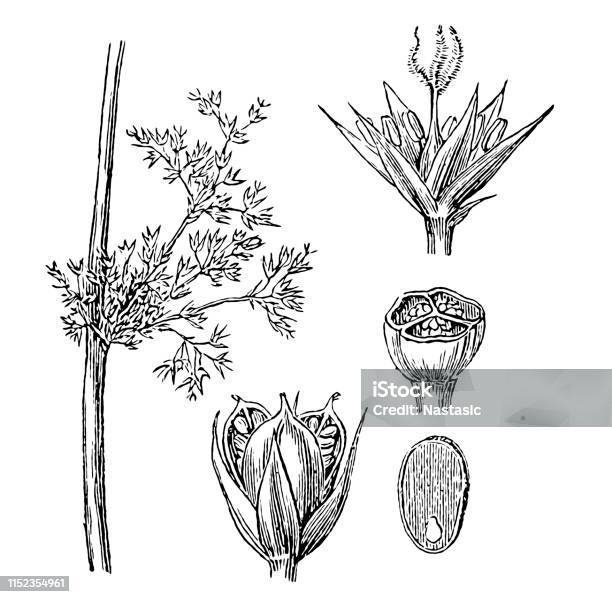 Juncus Effusus With The Common Names Common Rush Or Soft Rush Stock Illustration - Download Image Now