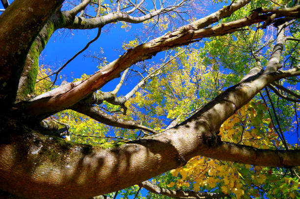 albero con baldacchino autunnale in pieno sole davanti al cielo blu - treetop sky tree tree canopy foto e immagini stock