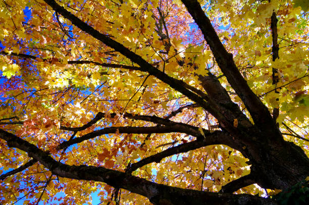 árvore com o dossel outonal no sol cheio na frente do céu azul - treetop sky tree tree canopy - fotografias e filmes do acervo