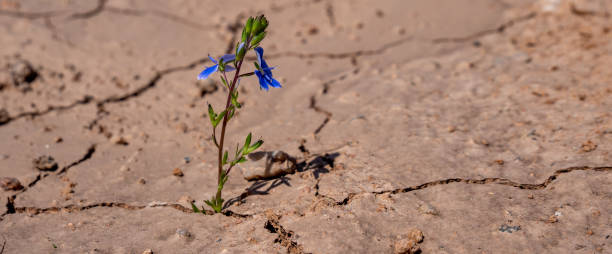 istock Panorama Lonely lilac flower growing on dried cracked soi 1152358338