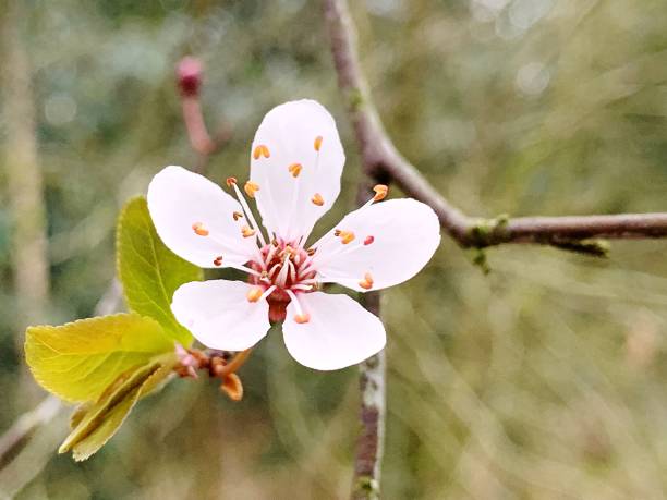 istock Close-Up Of Cherry Blossoms In Spring 1152359023