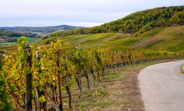 istock Vineyards with colourful autumn foliage 1152359200