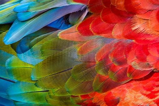 Colorful Parrot macaw wing - tropical bird plumage natural pattern – Pantanal wetlands, Brazil
