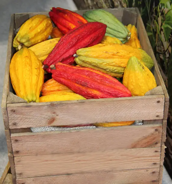 A Mixed Collection of Cocoapods for Making Chocolate.