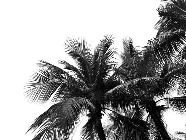 istock Palm leaves isolated  on white backgroun with copy space. 1152360757