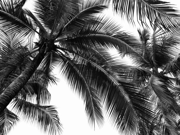 istock Palm leaves isolated  on white backgroun with copy space. 1152361063