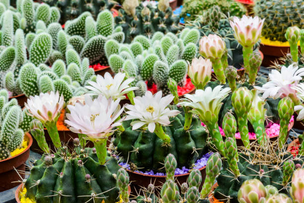 istock blooming cactus in the pot. 1152362659