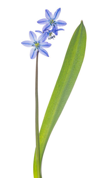 istock three blooms blue scilla flower on white 1152363426