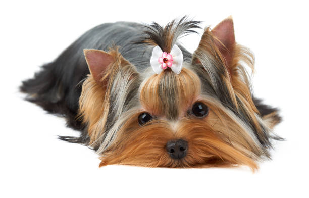 One Yorkshire Terrier One cute Yorkshire Terrier with hair bow lies on white background yorkshire terrier dog stock pictures, royalty-free photos & images