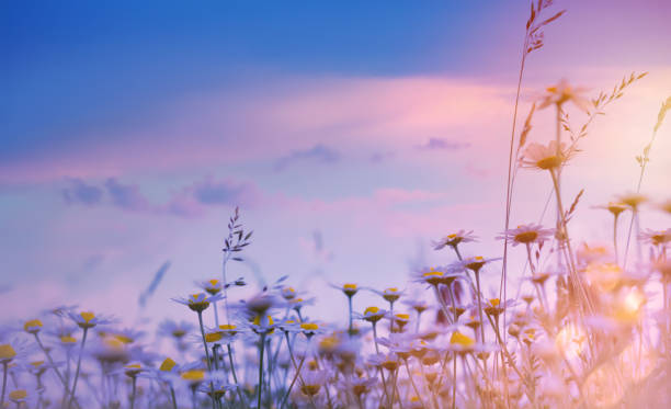 istock summer floral nature background;  sunset over meadow 1152364515