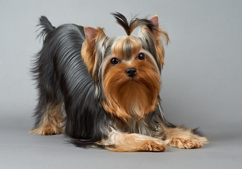 Yorkshire Terrier raised back on gray background