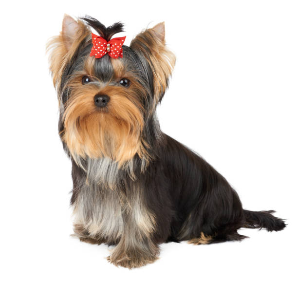 Puppy with red hair bow - fotografia de stock