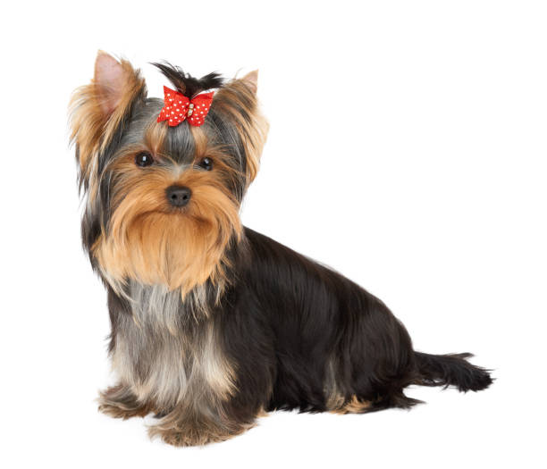 istock Puppy with red hair bow 1152364725