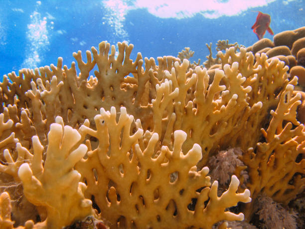 Close up of a Fire Coral in clear blue water. stock photo