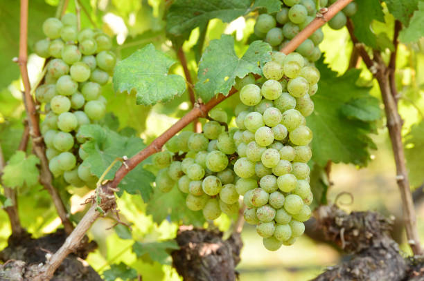 istock Vine and bunch of white grapes 1152368118