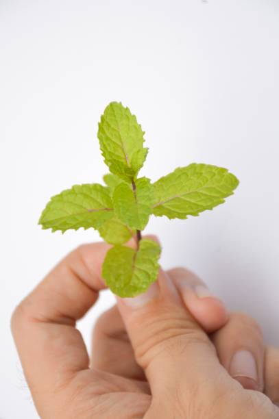 istock green mint leaves on man hand 1152368782