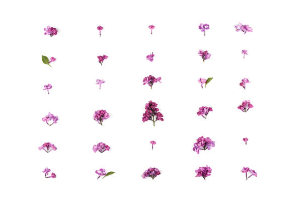 istock Pattern with purple lilac  flowers on white  background. 1152370464