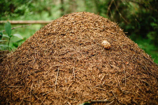 istock A giant anthill built by a forest ant. Murovenik in the forest 1152371373