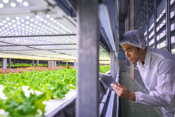 istock Taiwanese Botanist Carefully Examining Cultivated Lettuce 1152373312