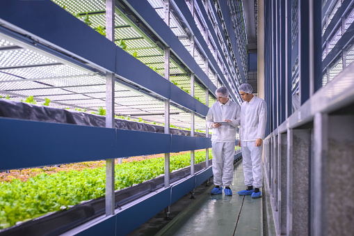All-season indoor farmers walking among stacks of vegetable crops and examining growth statistics on a digital tablet.