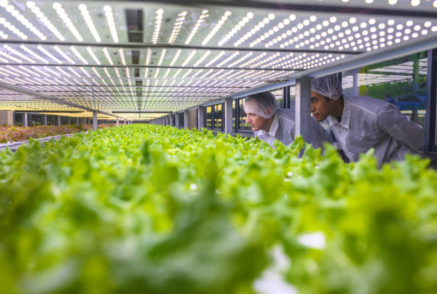 istock Agricultural Researchers Studying Indoor Farming Techniques 1152373315