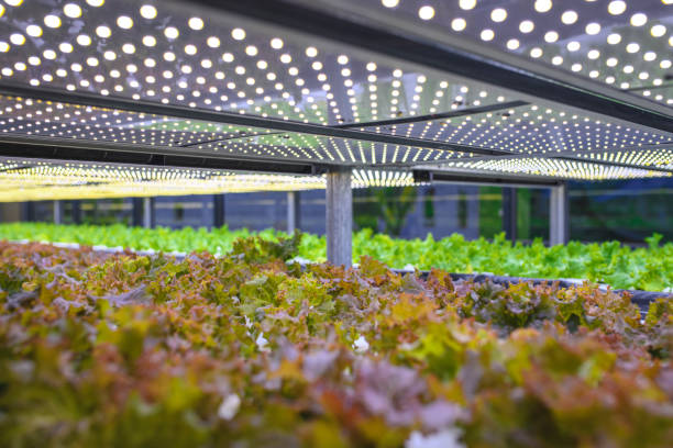 istock Vertical Farming Offers a Path Toward a Sustainable Future 1152373321