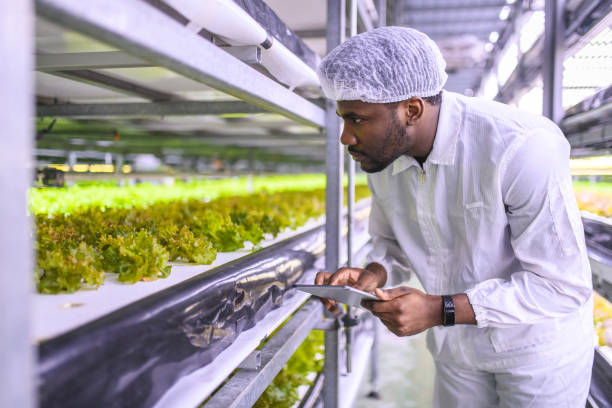 istock African Sustainability Researcher Checking Lettuce Growth 1152373341