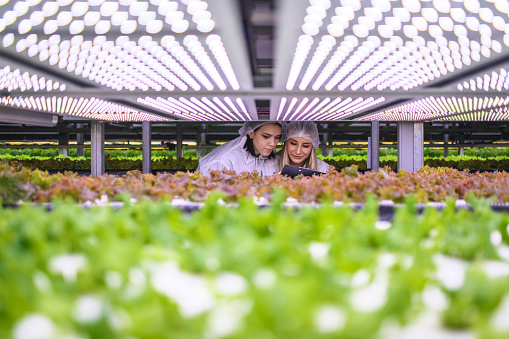 Female vertical farmers closely monitoring the growth of hydroponic lettuce crops beneath LED lighting.