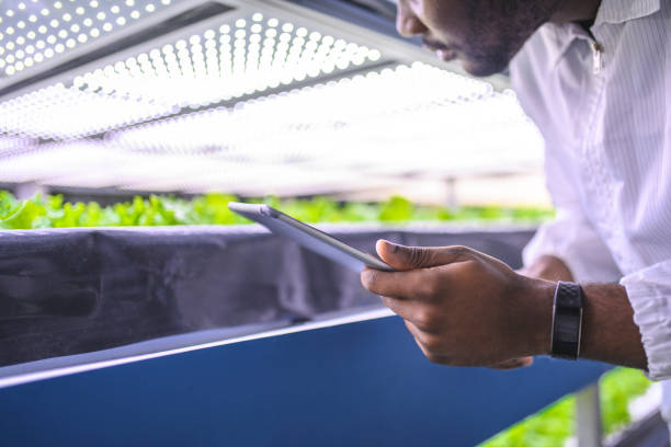 istock African Farm Worker Noting Progress of Living Lettuce Growth 1152373347