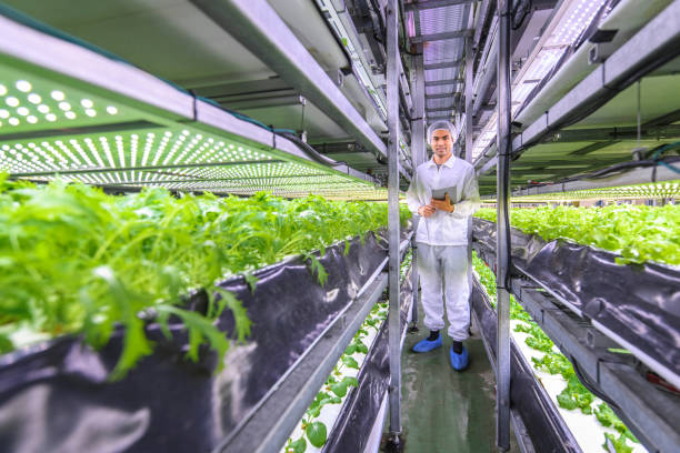 istock Taiwanese Farm-to-Table Researcher Standing in Vertical Farm 1152373357