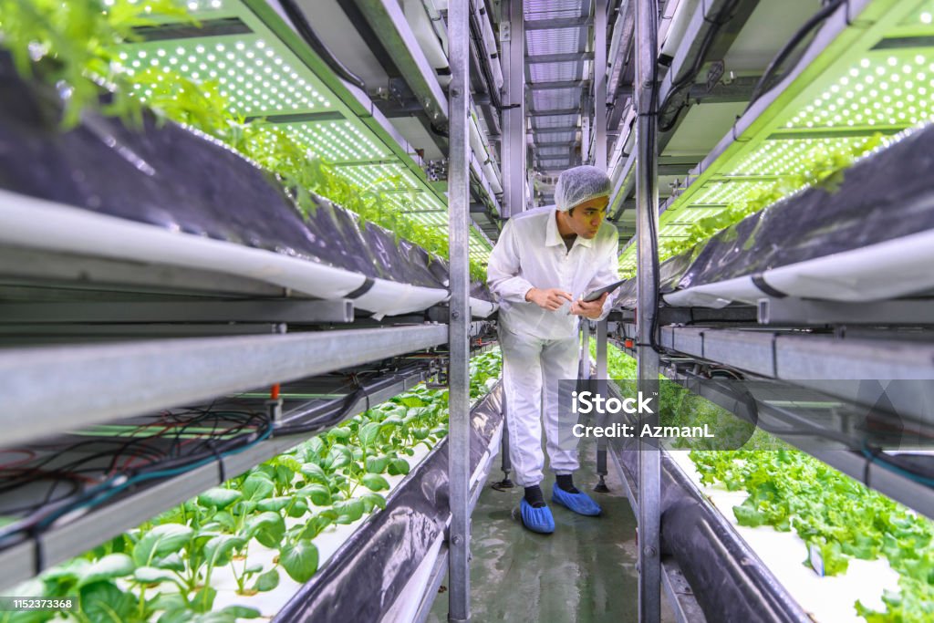 Taiwanese Ag Specialist Examining Stacks of Indoor Crops Taiwanese researcher studying global food security observes the growth of lettuce crops in a vertical farming facility. Hydroponics Stock Photo