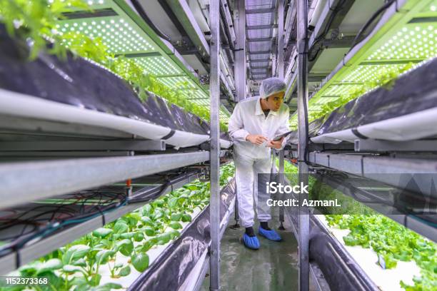 Taiwanese Ag Specialist Examining Stacks Of Indoor Crops Stock Photo - Download Image Now