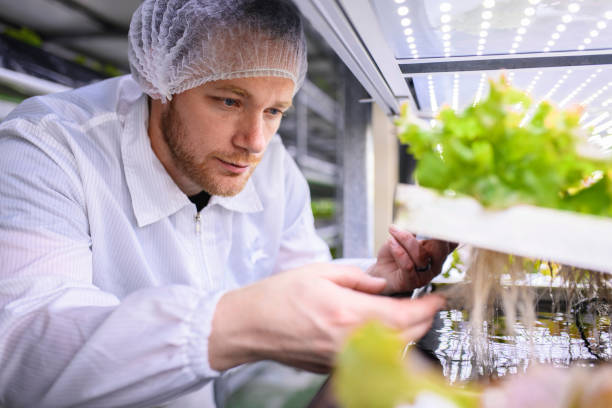 istock Biotech Specialist Examining Living Lettuce at Vertical Farm 1152373376