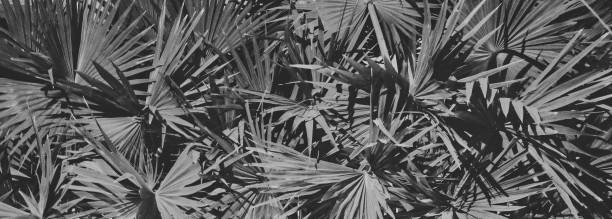 istock thick palm foliage, night time, vegetative background 1152374824