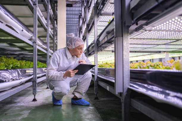 istock Vertical Farmer Studying Development of Living Lettuce Crops 1152375094