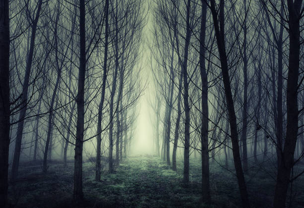 Path Through a Misty Grove During a Foggy Winter Morning
