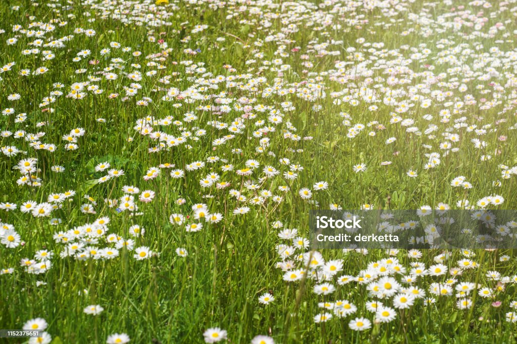 Green spring meadow, blooming daisies on the green grass Green spring meadow, blooming daisies on the green grass. Agricultural Field Stock Photo