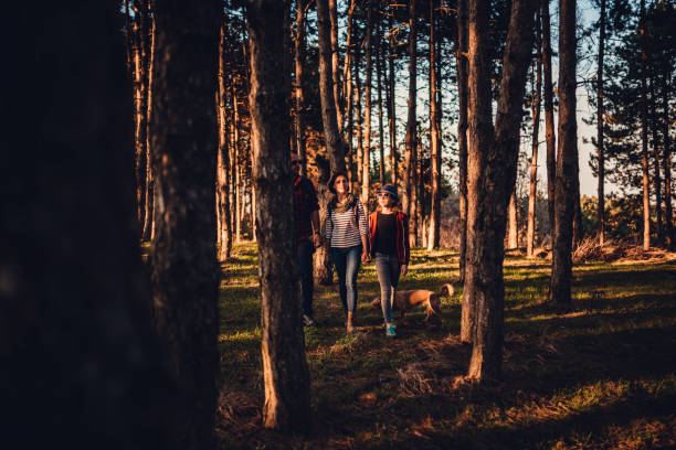 istock Family with dog hiking on a pine forest 1152378096