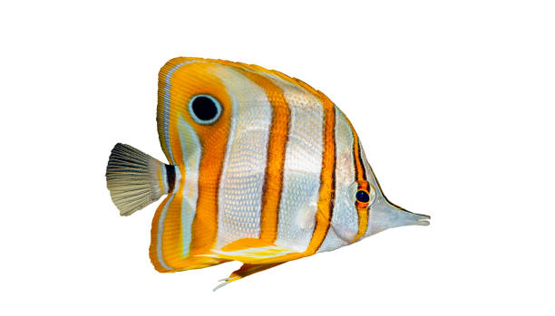 pez mariposa copperband (chelmon rostratus) - copperband butterflyfish fotografías e imágenes de stock