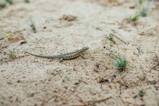 sand lizard female in nature