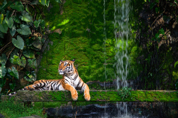 descanso do tigre de bengal perto da cachoeira com musgo verde do interior do jardim zoológico da selva. - seated tiger - fotografias e filmes do acervo