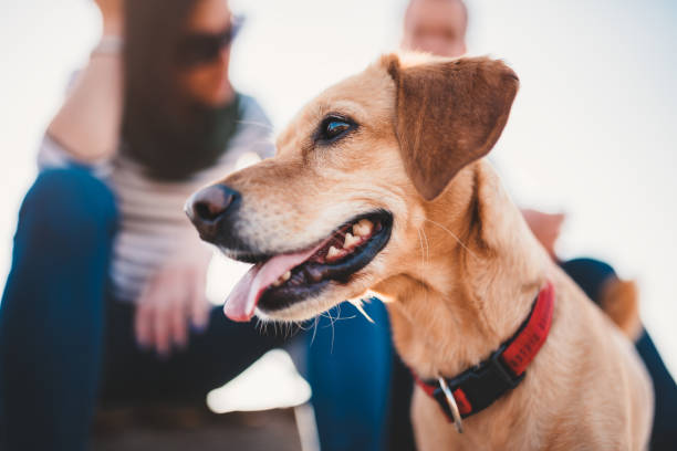 istock Happy dog and his owners in the background 1152381071